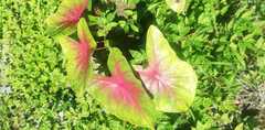Caladium bicolor