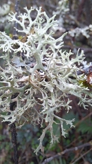 Evernia prunastri