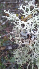 Evernia prunastri