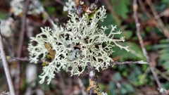 Evernia prunastri