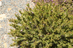Agathosma pungens