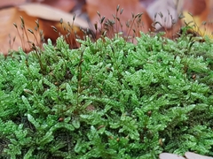 Hypnum cupressiforme