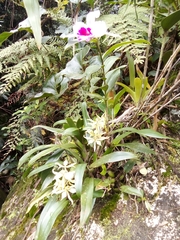Prosthechea radiata
