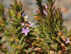 Agathosma pungens
