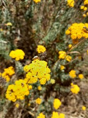 Athanasiinae