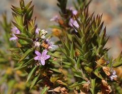 Agathosma pungens