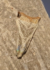 Dactylioglypha tonica