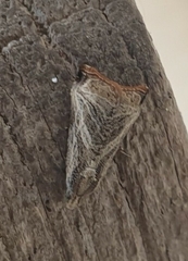 Dactylioglypha tonica