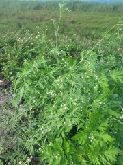 Parthenium