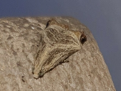 Dactylioglypha tonica