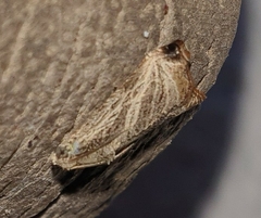 Dactylioglypha tonica