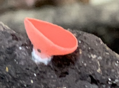 Sarcoscypha occidentalis