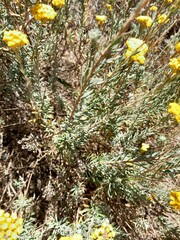 Athanasiinae
