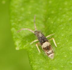 Entomobryomorpha