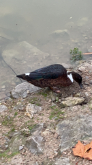 Anas platyrhynchos × Cairina moschata