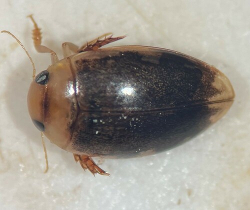Laccophilus vacaensis vacaensis