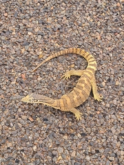 Varanus spenceri