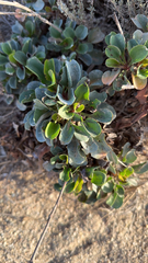 Limonium ramosissimum