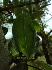 Strychnos madagascariensis