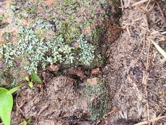 Cladonia coniocraea