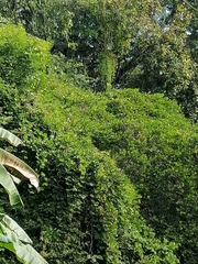 Alocasia macrorrhizos