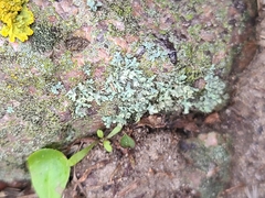 Cladonia coniocraea