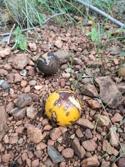 Strychnos madagascariensis