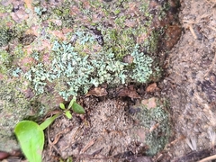Cladonia coniocraea