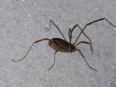 Lacinius horridus