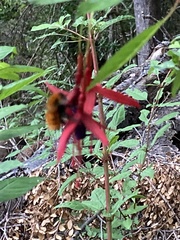 Bombus dahlbomii