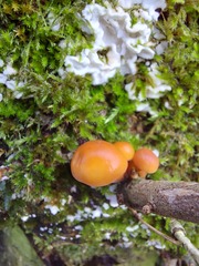Flammulina velutipes