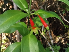 Lisianthius axillaris