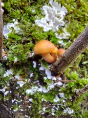 Flammulina velutipes