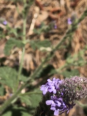 Verbena lasiostachys