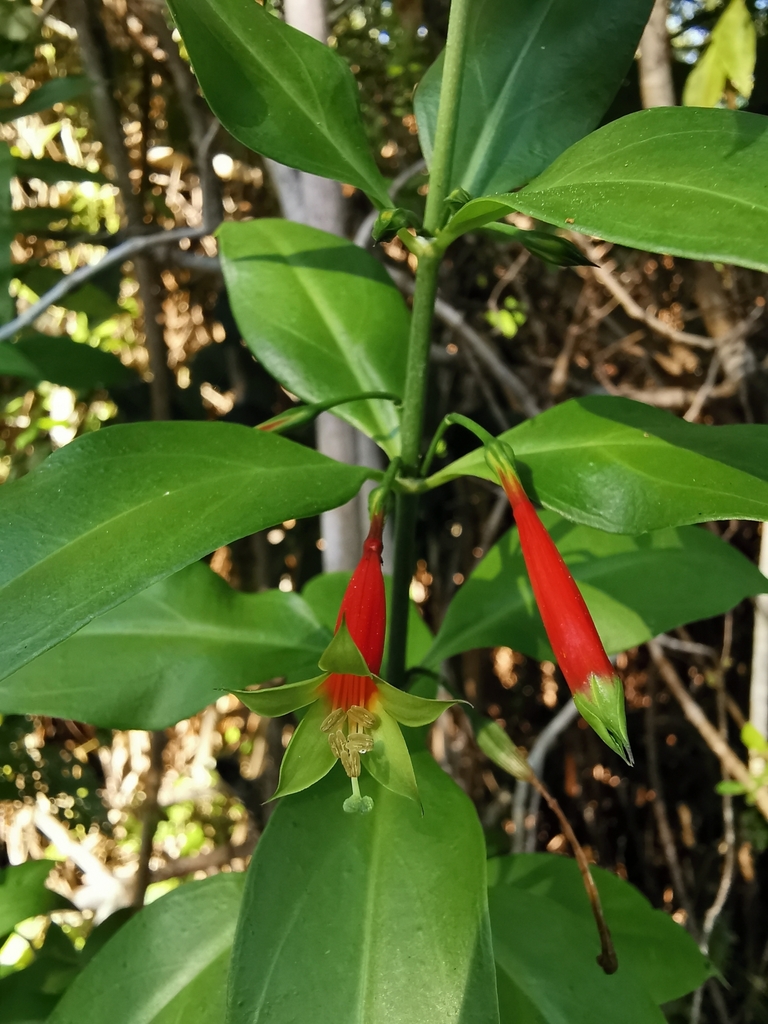 Lisianthius axillaris