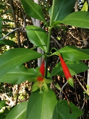 Lisianthius axillaris