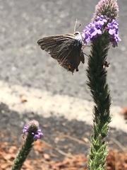 Verbena lasiostachys