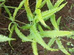 Dicranopteris linearis