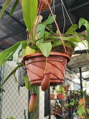 Nepenthes alata × ventricosa