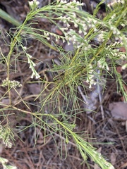Eupatorium leptophyllum