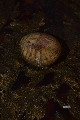 Mollusca
