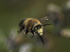Anthophora quadrimaculata