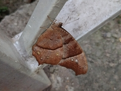 Melanitis leda