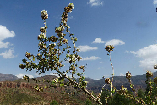 Otostegia fruticosa