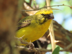 Crithagra flaviventris