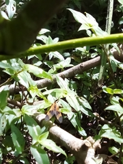 Dycladia