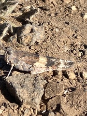 Sphingonotus savignyi