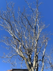Ailanthus altissima