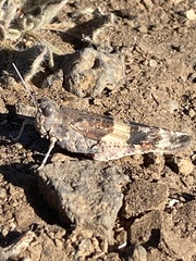 Sphingonotus savignyi