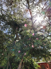 Calliandra surinamensis